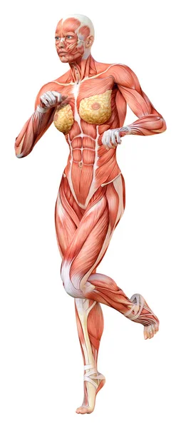 Rendering Female Figure Muscle Maps Isolated White Background — Stock Photo, Image