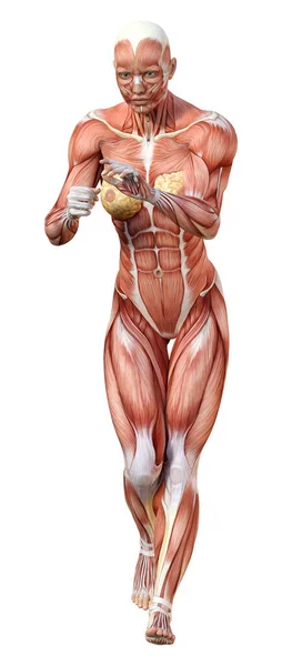 Rendering Female Figure Muscle Maps Isolated White Background — Stock Photo, Image