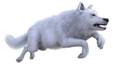 Beyaz arkaplanda izole edilmiş bir kutup kurdunun 3D görüntüsü