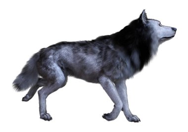 Beyaz arka planda izole edilmiş büyük gri bir kurdun 3 boyutlu görüntüsü