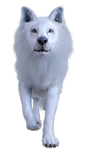 在白色背景下孤立的北极狼的3D渲染 — 图库照片