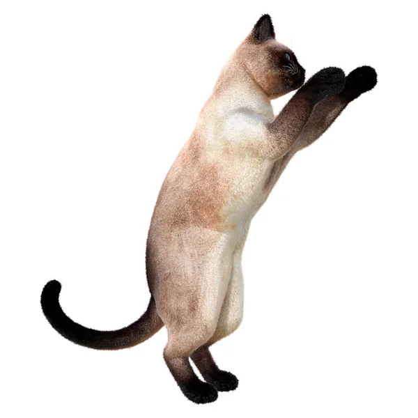 Representación Gato Doméstico Siamés Aislado Sobre Fondo Blanco —  Fotos de Stock
