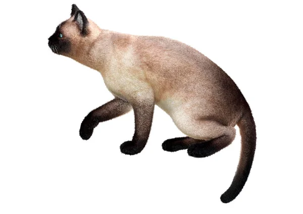 Візуалізація Сиамської Домашньої Кішки Ізольовано Білому Тлі — стокове фото