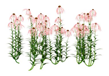 Beyaz arkaplanda izole edilmiş koni çiçeklerinin 3d görüntülenmesi