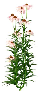 Beyaz arkaplanda izole edilmiş koni çiçeklerinin 3d görüntülenmesi