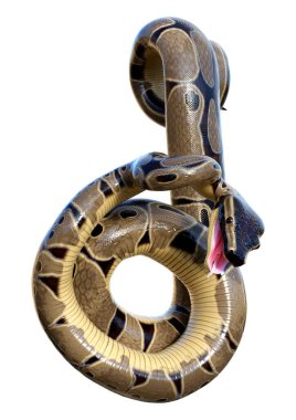 bir top python veya python regius beyaz arka plan üzerinde izole 3D render