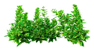 Beyaz arkaplanda izole edilmiş yeşil zencefilli nane bitkilerinin 3D görüntülenmesi