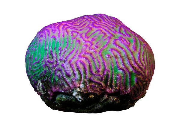 Representación Coral Invertebrado Marino Aislado Sobre Fondo Blanco — Foto de Stock