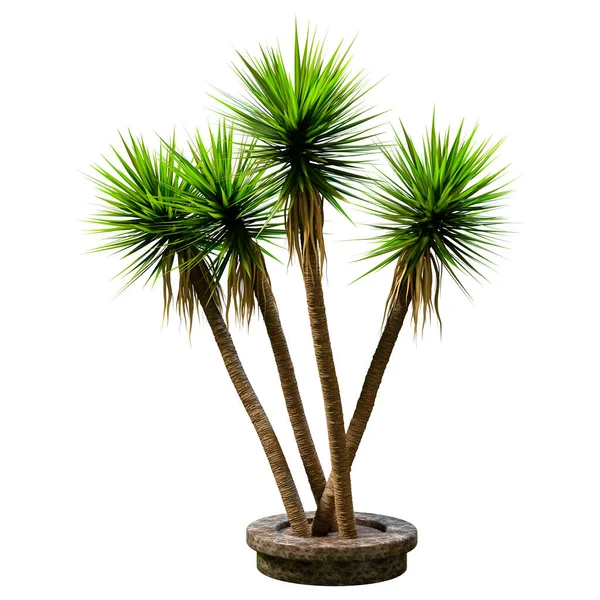 Renderowania Zielonych Palm Yucca Izolowane Białym Tle — Zdjęcie stockowe