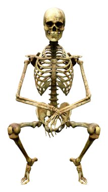 Beyaz arkaplanda izole edilmiş bir insan iskeletinin 3 boyutlu görüntülenmesi