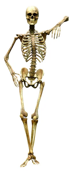 Darstellung Eines Menschlichen Skeletts Isoliert Auf Weißem Hintergrund — Stockfoto