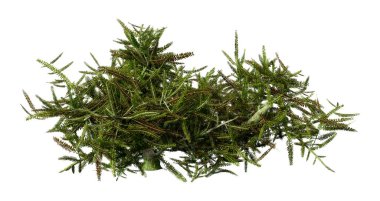 Yaygın bir kenevir bitkisinin 3D görüntülenmesi veya beyaz arkaplanda izole edilmiş Calluna vulgaris