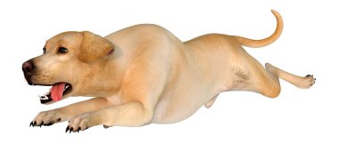 Beyaz arka planda izole edilmiş sarı labrador köpeğinin 3 boyutlu görüntüsü