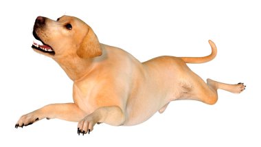Beyaz arka planda izole edilmiş sarı labrador köpeğinin 3 boyutlu görüntüsü