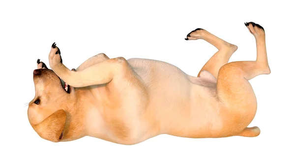 Representación Perro Labrador Amarillo Aislado Sobre Fondo Blanco — Foto de Stock