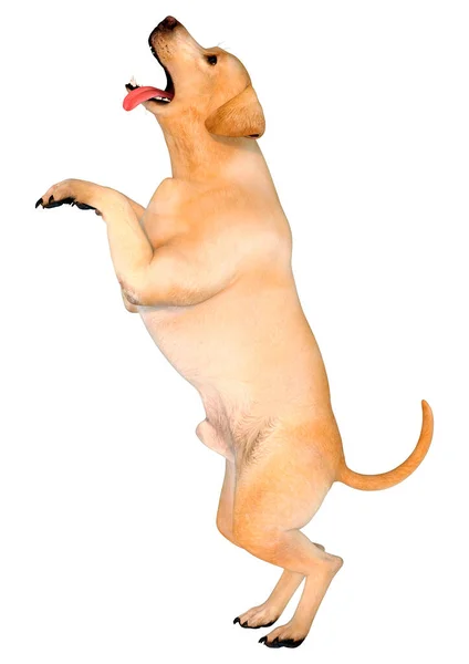 Weergave Van Een Gele Labrador Hond Geïsoleerd Witte Achtergrond — Stockfoto