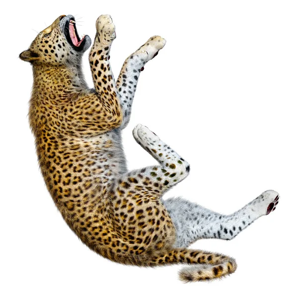 Beyaz arka planda izole edilmiş büyük bir kedi leoparının 3B görüntüsü