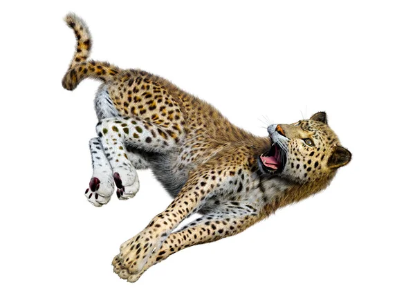 Representación Gran Leopardo Gato Aislado Sobre Fondo Blanco —  Fotos de Stock