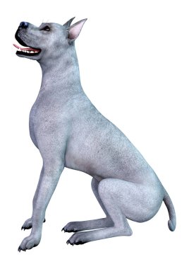 Beyaz arka plan üzerinde izole mavi bir Danua köpek 3D render