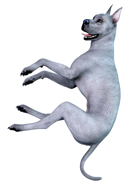 白い背景に分離された青いグレートデーン犬の レンダリング — ストック写真