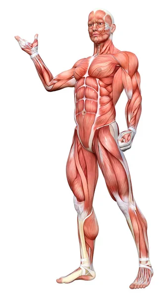 Rendering Male Figure Muscle Maps Isolated White Background — Stock Photo, Image