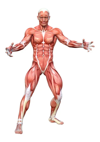 Rendering Male Figure Muscle Maps Isolated White Background — Stock Photo, Image