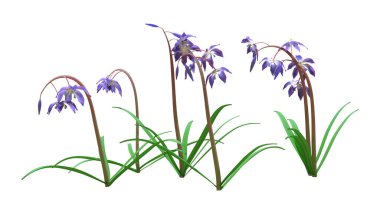 Beyaz arka planda bulunan 3 boyutlu scilla siberica ya da Sibirya squill veya ahşap squill çiçekleri