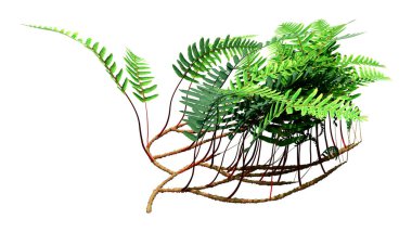 Beyaz arkaplanda izole edilmiş bir eğreltiotu 3D görüntüleme