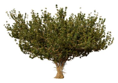 3D rendering of a green olive tree isolated on white background