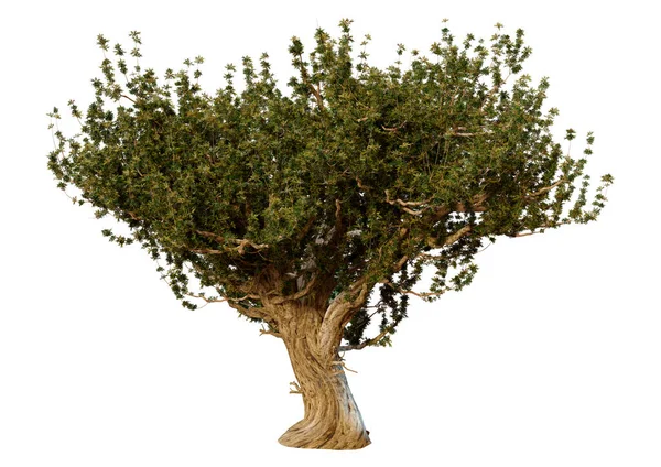 Візуалізація Зеленого Оливкового Дерева Ізольовано Білому Тлі — стокове фото