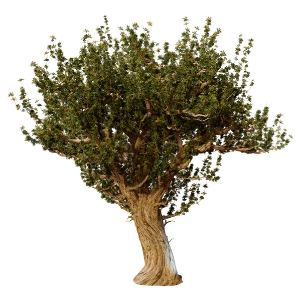 Rendering Green Olive Tree Isolated White Background — Fotografia de Stock