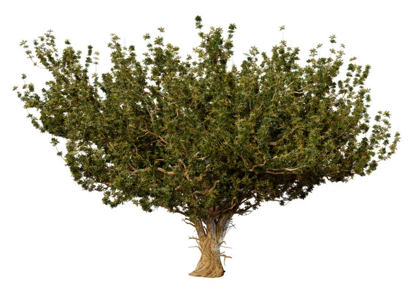Rendering Green Olive Tree Isolated White Background — Stock Photo, Image