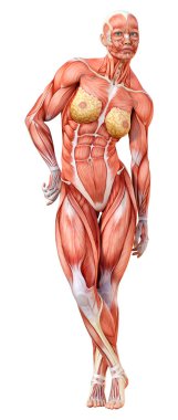 Beyaz arka planda izole edilmiş kas haritaları olan üç boyutlu bir kadın figürü