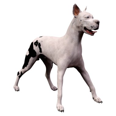 Beyaz arka planda izole edilmiş büyük bir Danimarkalı köpeğinin 3 boyutlu canlandırması