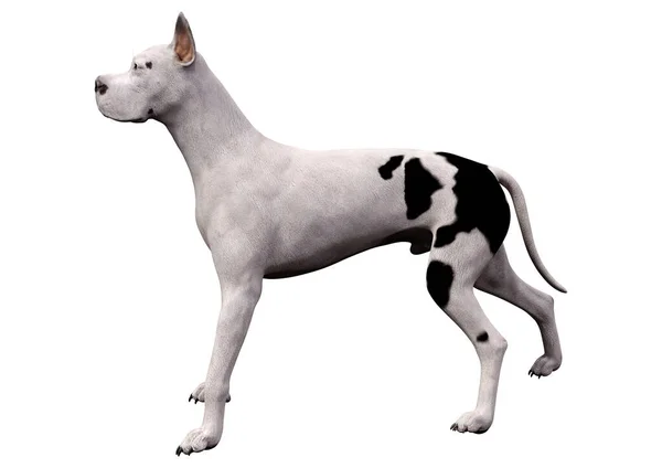 Renderização Cão Great Dane Isolado Fundo Branco — Fotografia de Stock