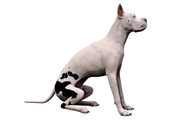 Representación Perro Great Dane Aislado Sobre Fondo Blanco — Foto de Stock