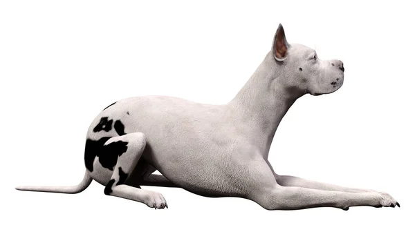 Representación Perro Great Dane Aislado Sobre Fondo Blanco —  Fotos de Stock