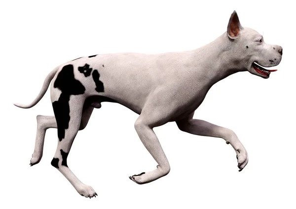 Renderização Cão Great Dane Isolado Fundo Branco — Fotografia de Stock