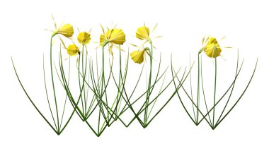 Beyaz arkaplanda izole edilmiş sarı nergis çiçeklerinin 3D görüntülenmesi