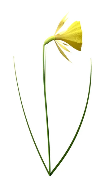 Rendering Yellow Daffodil Flower Isolated White Background — Stock Photo, Image
