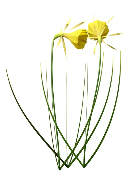 Återgivning Gula Påsklilja Blommor Isolerad Vit Bakgrund — Stockfoto