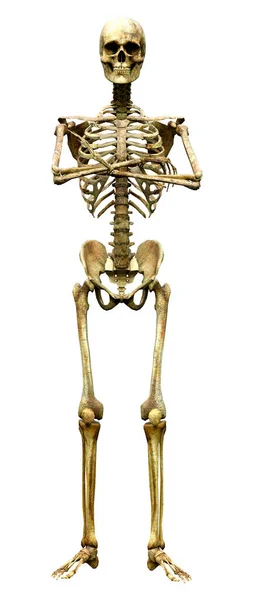 Representación Esqueleto Humano Aislado Sobre Fondo Blanco —  Fotos de Stock