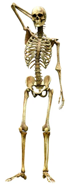 Rendering Human Skeleton Isolated White Background — Stock Photo, Image