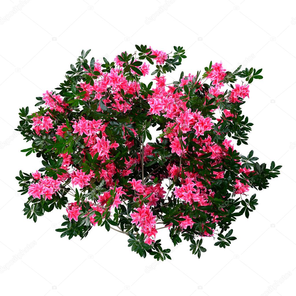 3D rendering of a blooming azalea plant isolated on white background