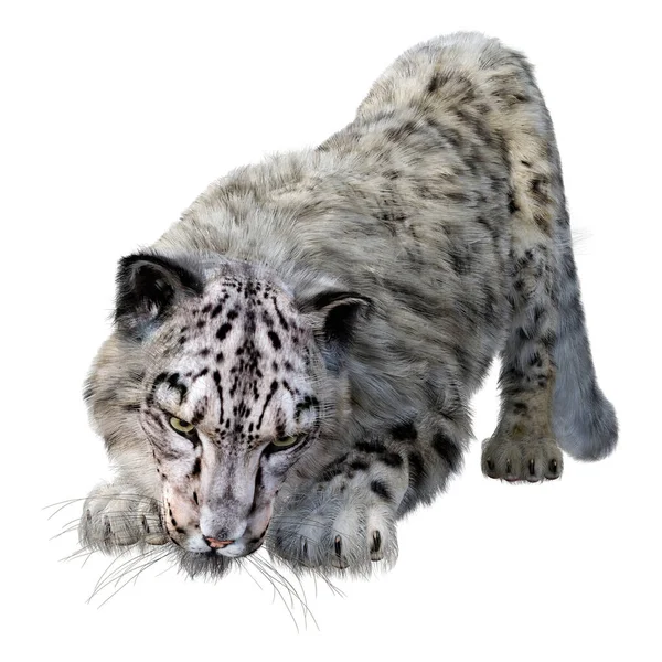 Renderização Grande Leopardo Neve Gato Isolado Fundo Branco — Fotografia de Stock