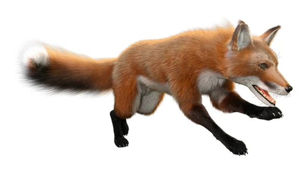 Rendering Red Fox Isolated White Background — Stock Photo, Image