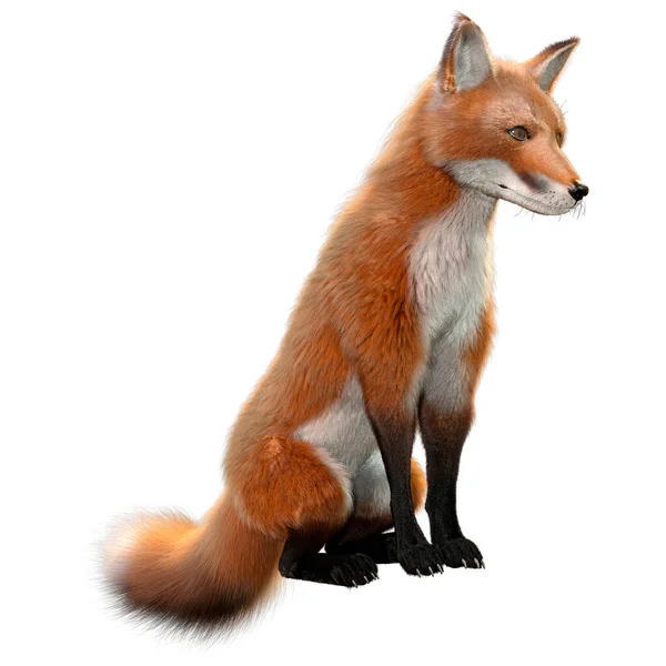 Weergave Van Een Red Fox Geïsoleerd Witte Achtergrond — Stockfoto