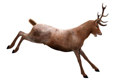 Beyaz arka plan üzerinde izole bir erkek geyik 3D render