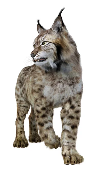Weergave Van Een Wild Dier Lynx Geïsoleerd Witte Achtergrond — Stockfoto