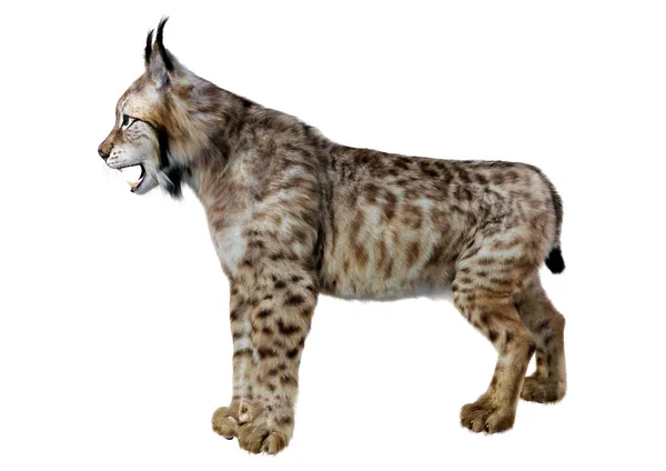 Rendering Wild Animal Lynx Isolated White Background — Stock Photo, Image